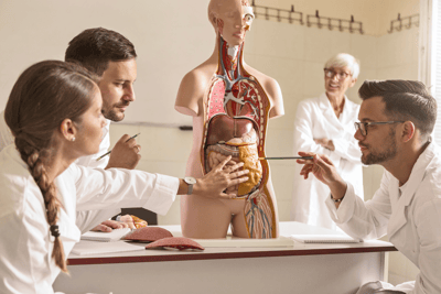 Anatomy for Medical Coders: Key Areas to Focus on for Accurate Coding